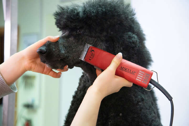 AESCULAP Schermaschine FAV5 230 V